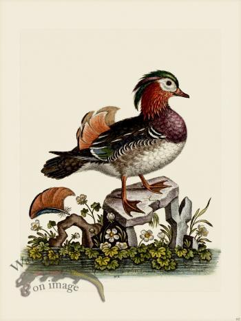 Edwards 102 Chinefe Teal 